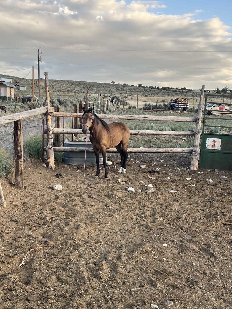 Buckskin for sale 800
