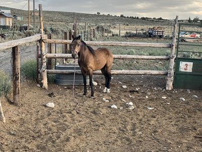 Buckskin for sale 800