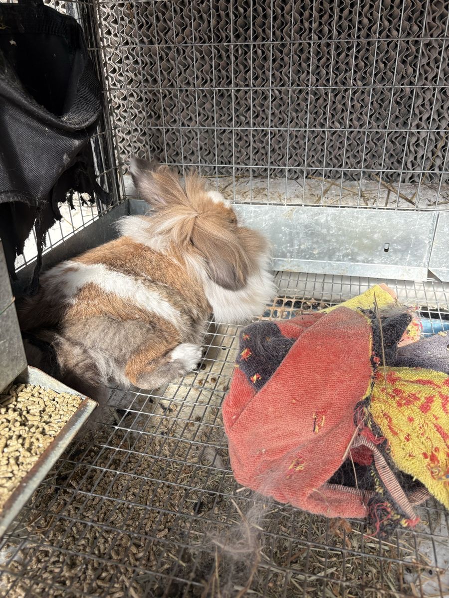 Friendly Female Rabbit - Ready for a New Home