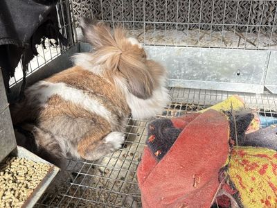 Friendly Female Rabbit - Ready for a New Home