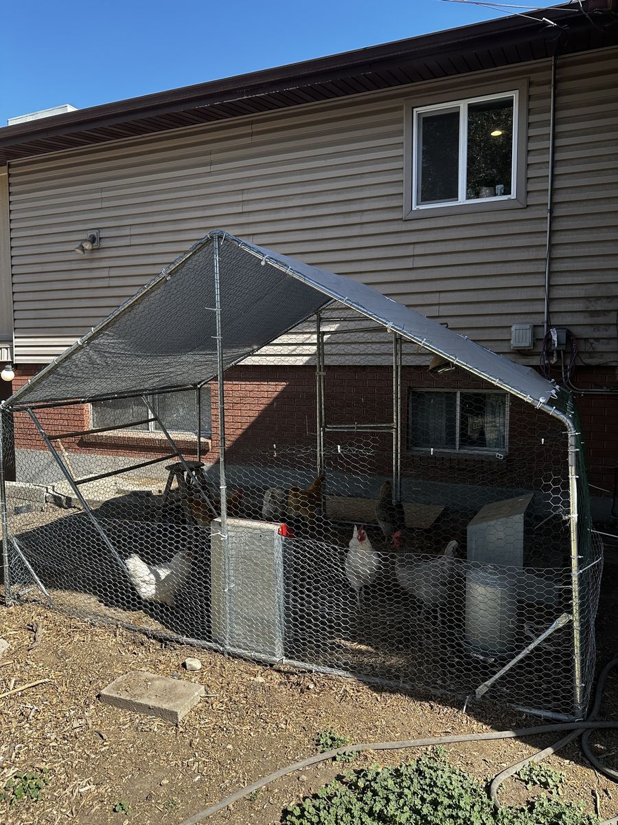 Complete chicken setup with 9 laying hens!!
