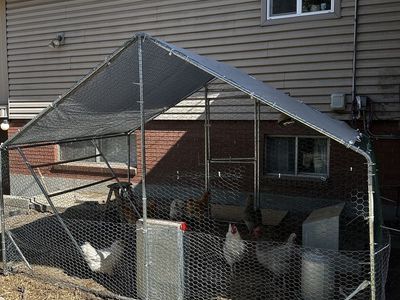 Complete chicken setup with 9 laying hens!!