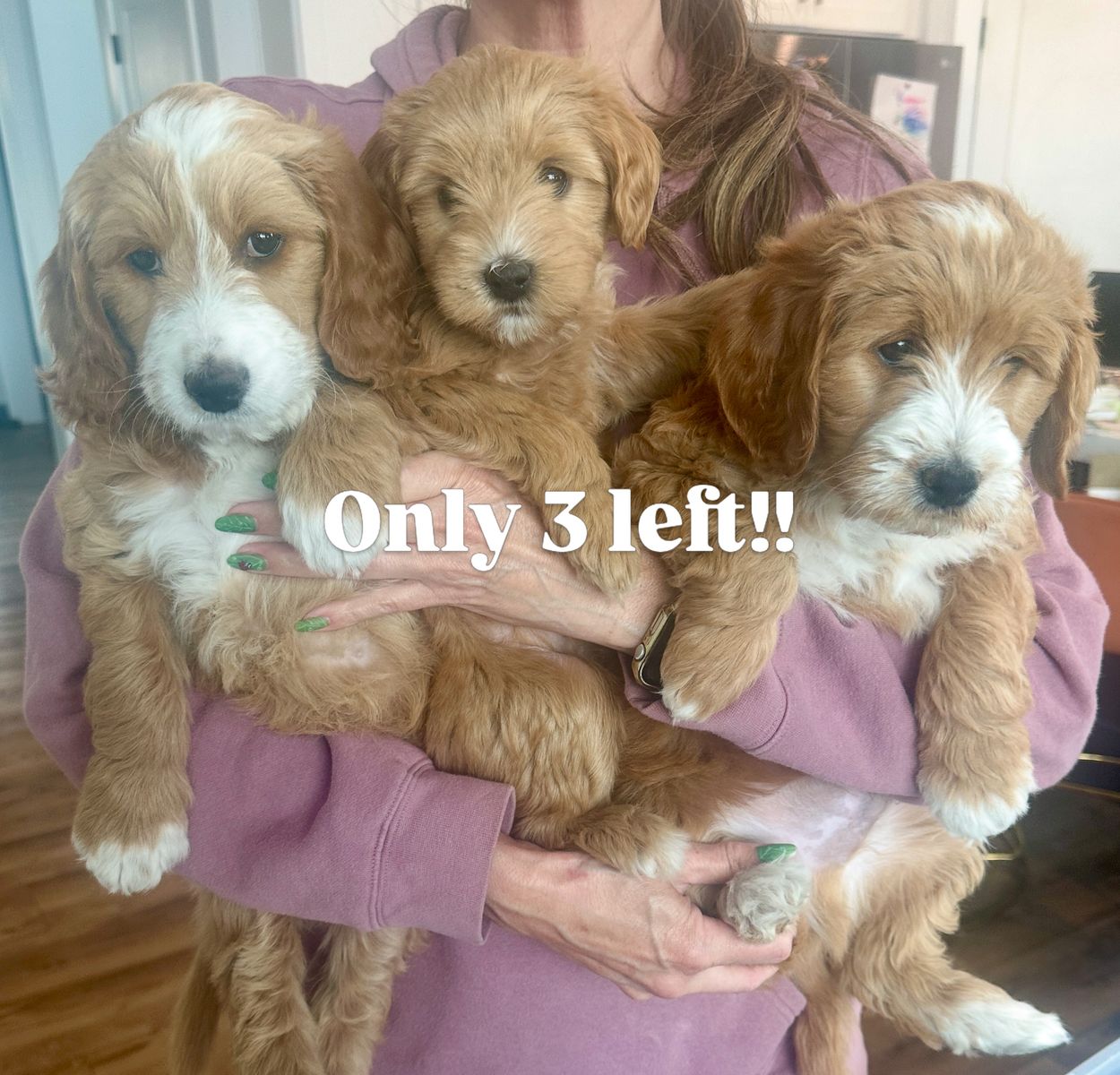 Mini Goldendoodle Puppies