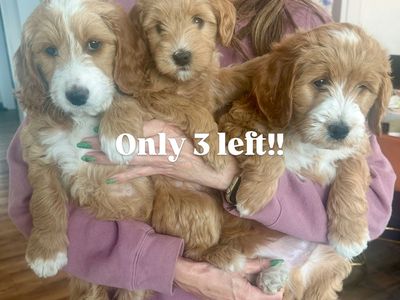 Mini Goldendoodle Puppies