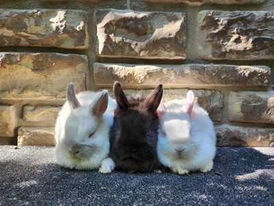Baby Netherland Dwarf Bunnies – Ready Now