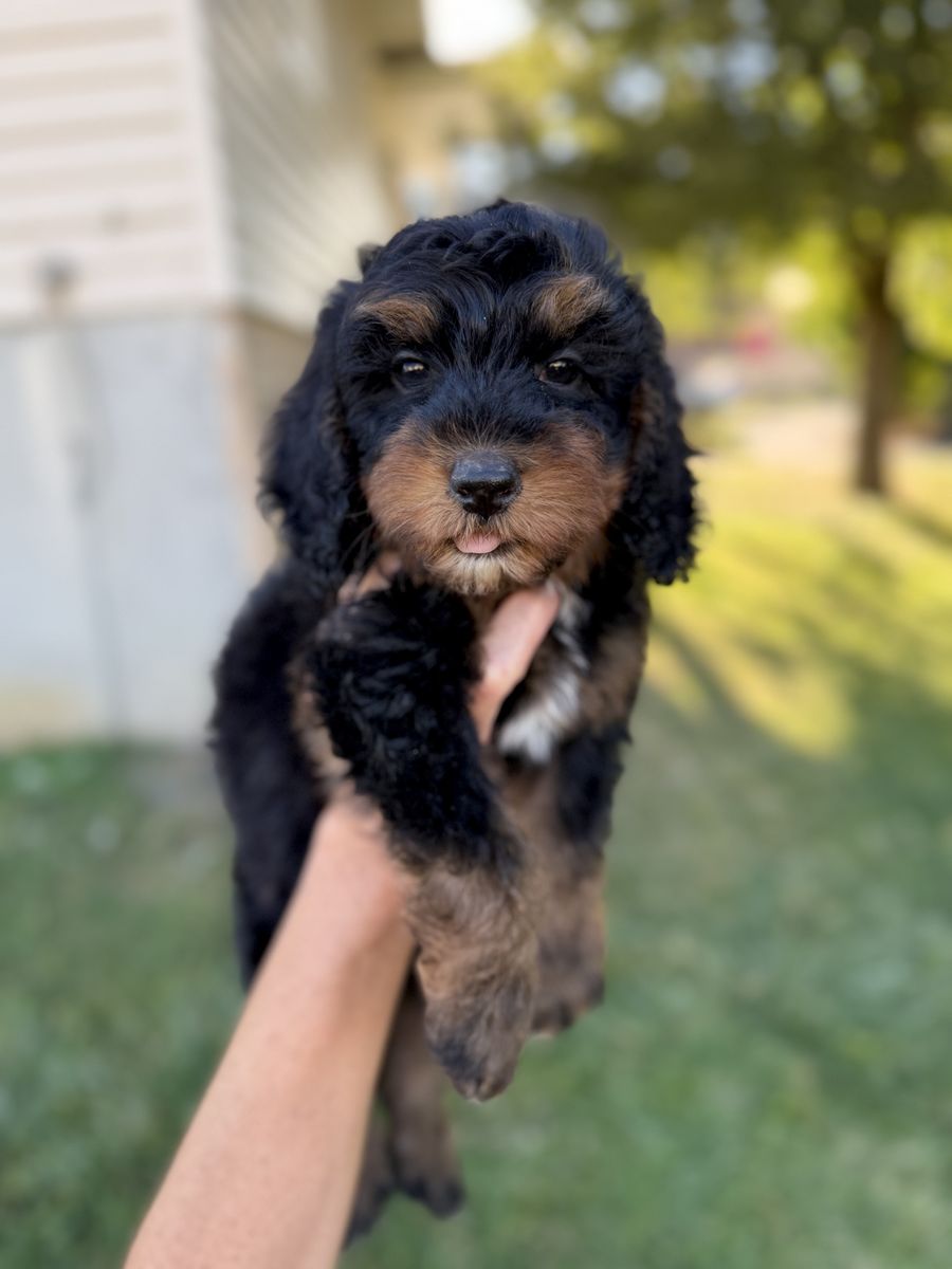 Micro mini Bernedoodles, berniedoodle puppies, bernadoodles