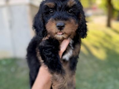 Micro mini Bernedoodles, berniedoodle puppies, bernadoodles