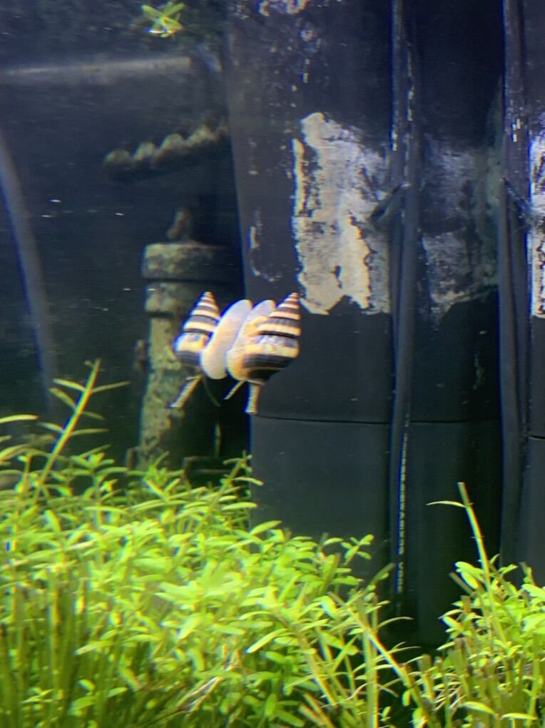 Assassin Snails