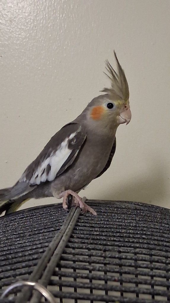 Male cockatiel 