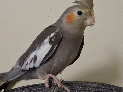Male cockatiel