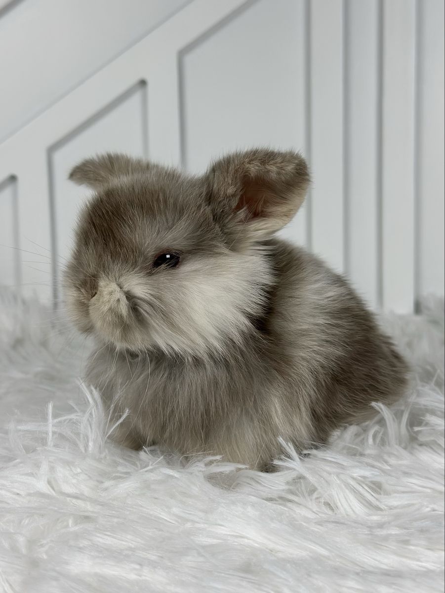 Chocolate Harlequin Baby Girl