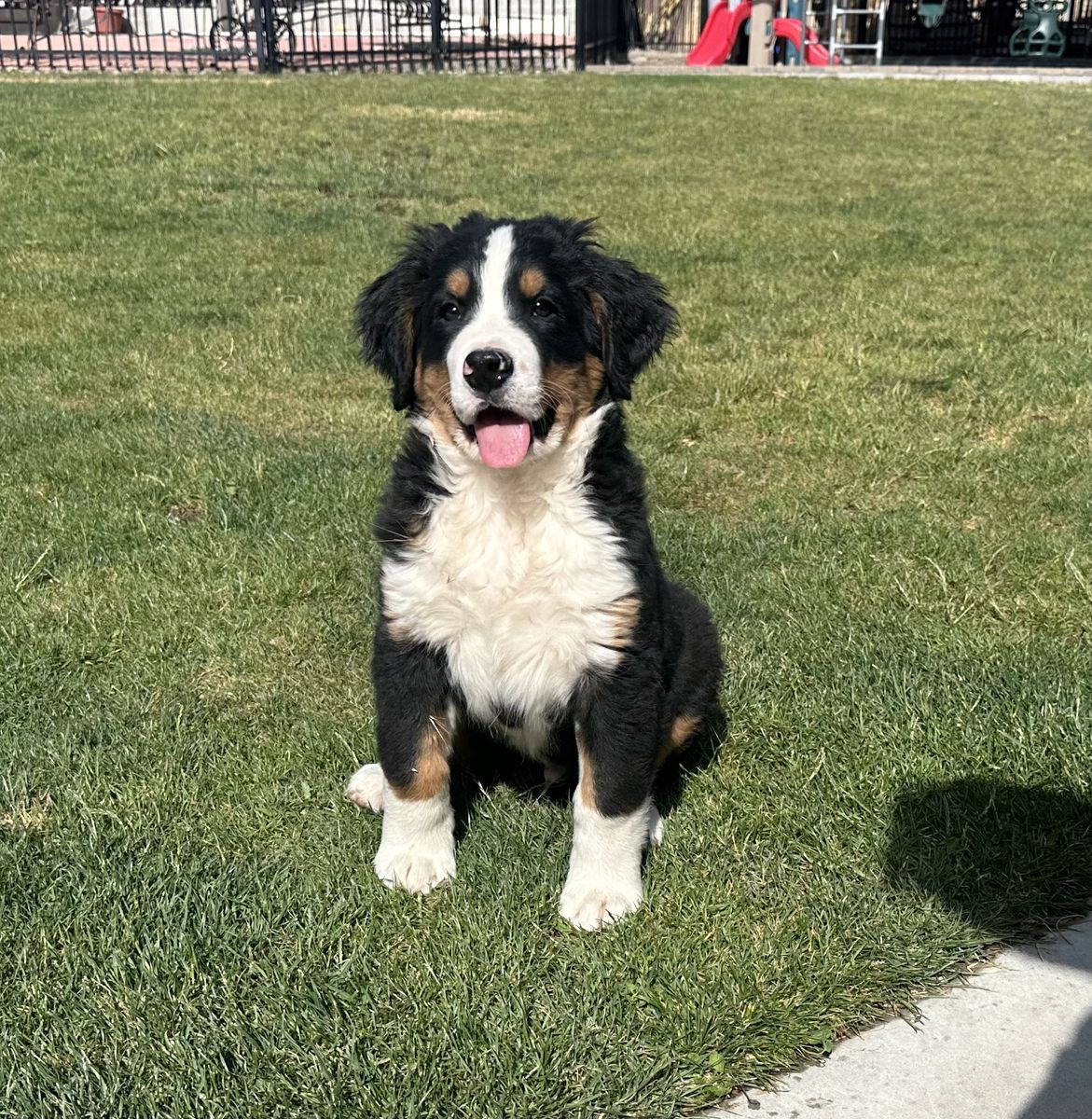 Bernese Puppy