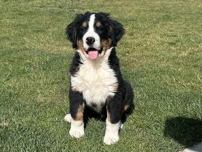 Bernese Puppy
