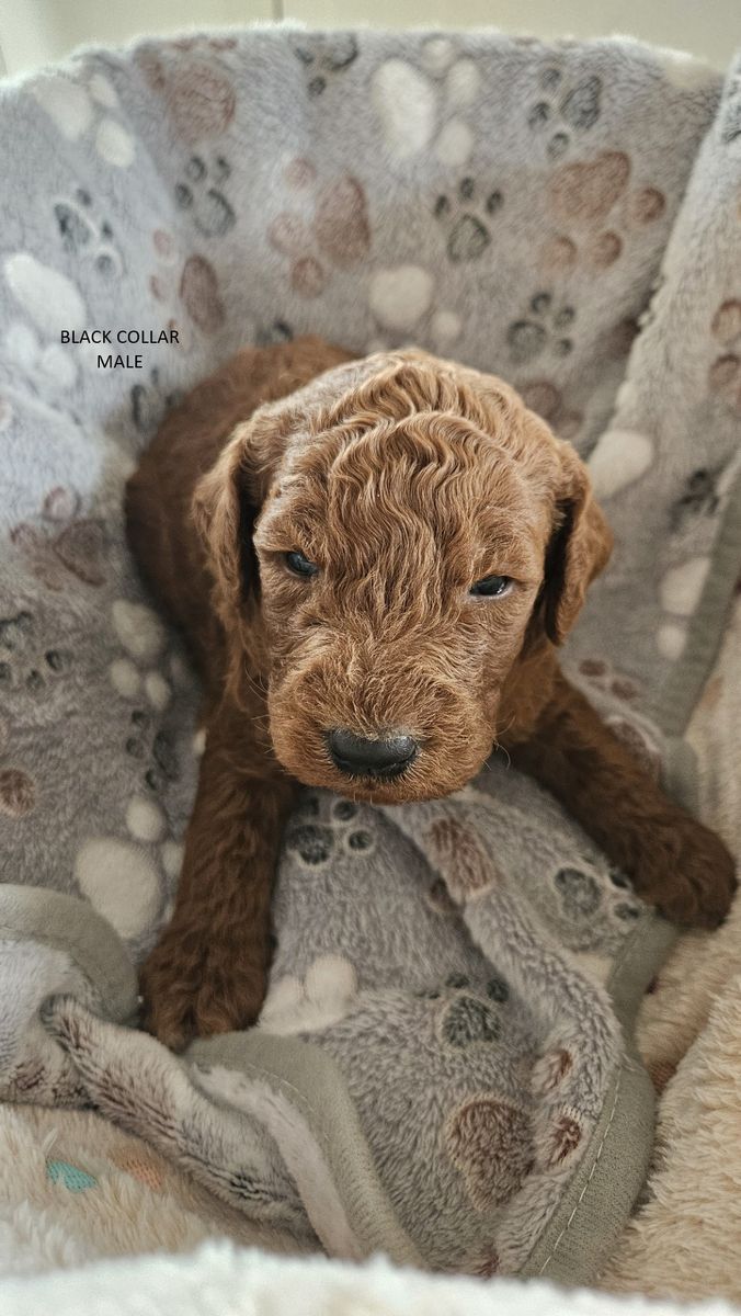 F1BB hypoallergenic Bernedoodle puppies ready 5/4