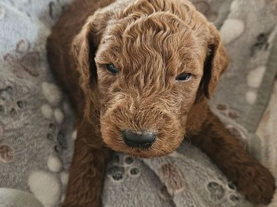 F1BB hypoallergenic Bernedoodle puppies ready 5/4