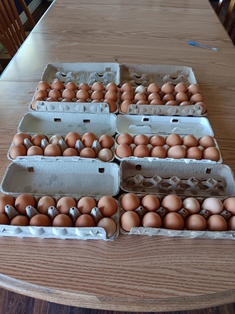 fresh home grown Eggs