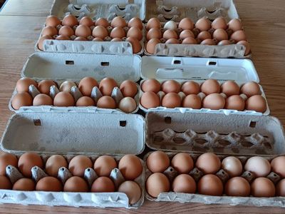 fresh home grown Eggs