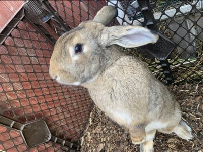 Purebread Continental Giant Rabbit For Sale