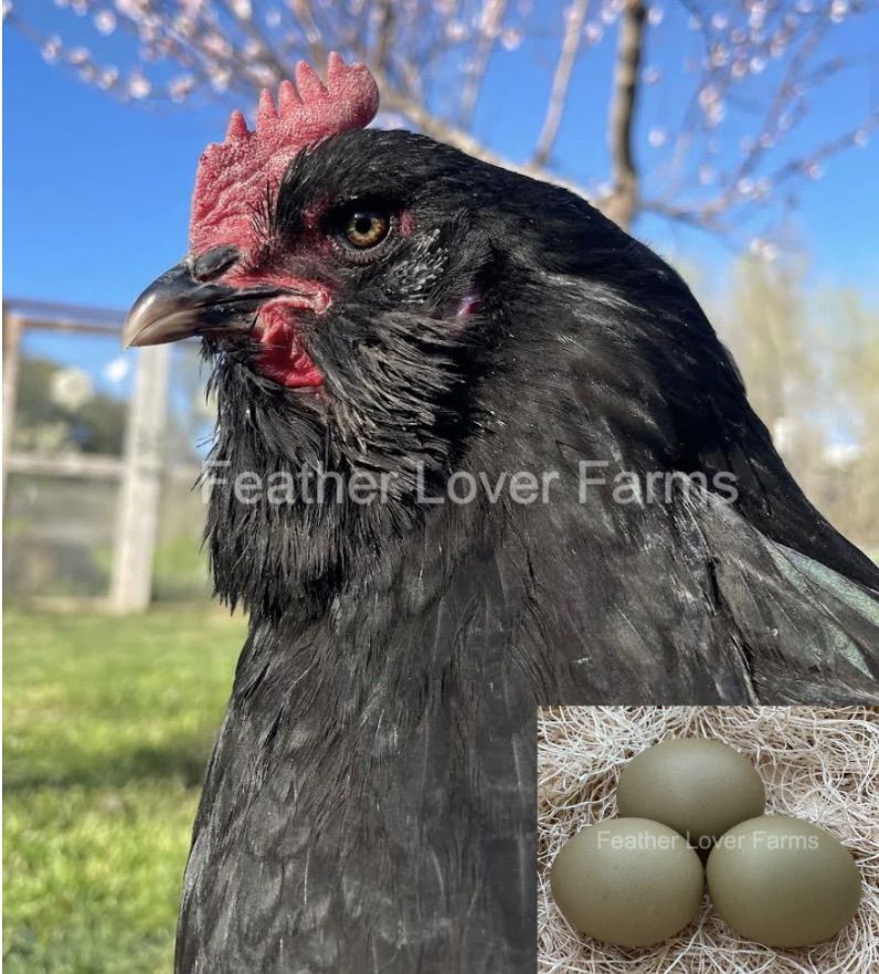One Week Old Black Copper Maran Chicks