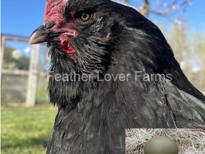 One Week Old Black Copper Maran Chicks