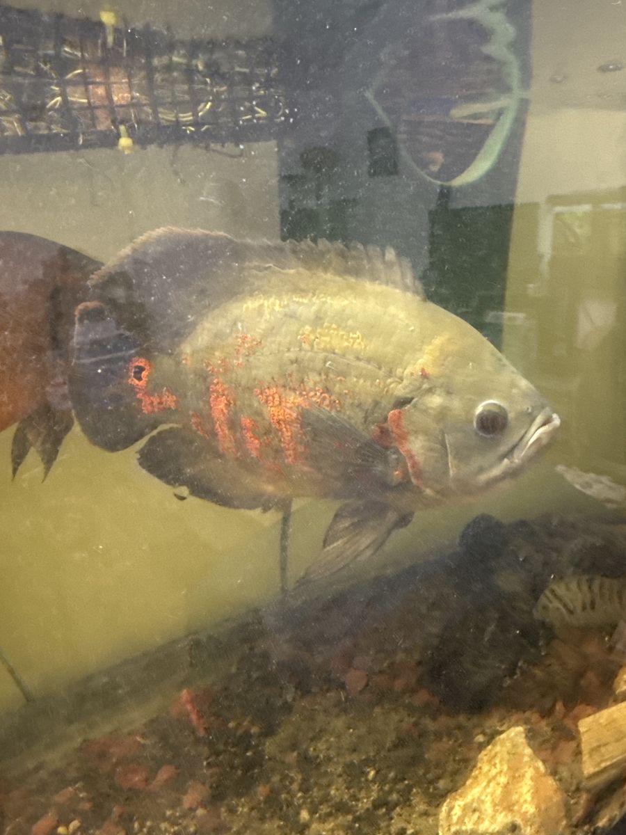Tiger Oscar