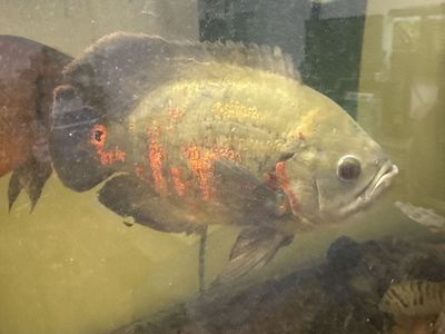 Tiger Oscar