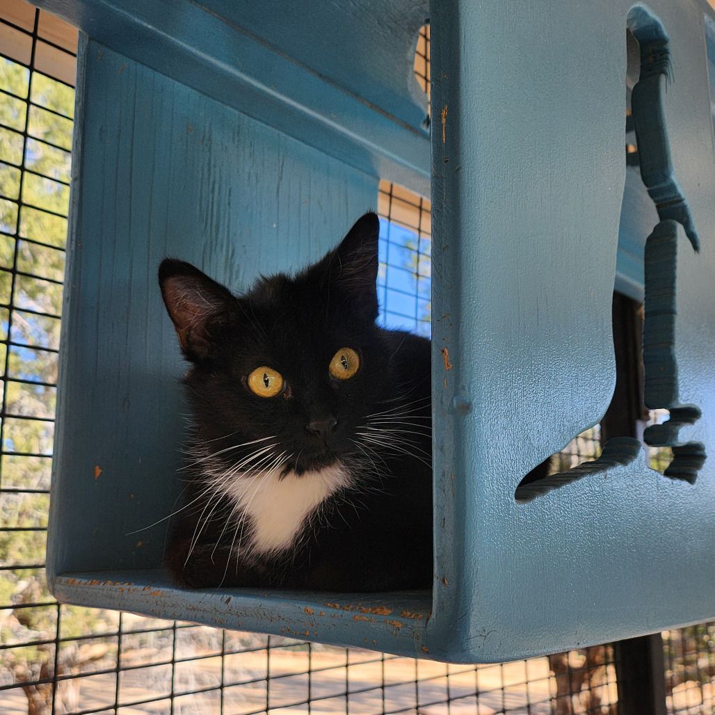 Hello my name is Corsica