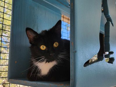 Hello my name is Corsica