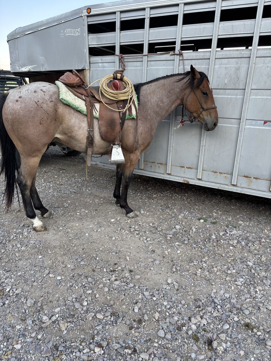 3yr old bay roan gelding