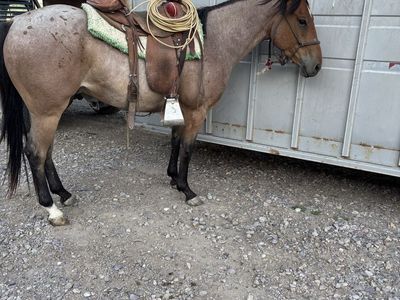 3yr old bay roan gelding