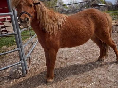 2 ponies (1 pony and 1 miniature horse)