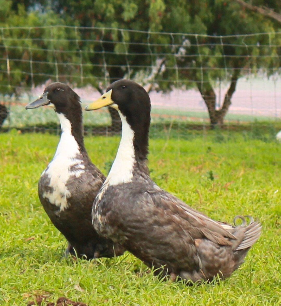 Blue Swedish Drake Duck
