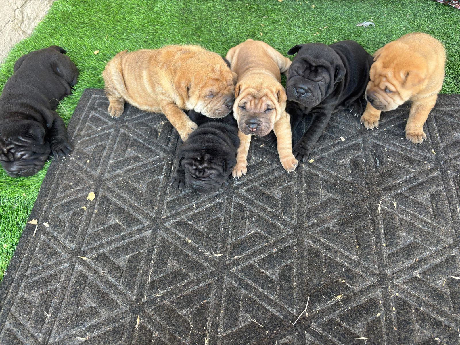 Shar Pei dogs and puppies