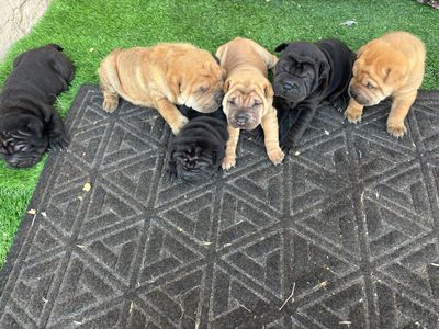 Shar Pei dogs and puppies