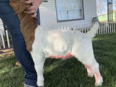 4 year old Boer Doe