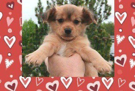 (3) Cutest Shih Tzu/ Pekingese Mix Male Puppies