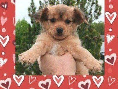 (3) Cutest Shih Tzu/ Pekingese Mix Male Puppies