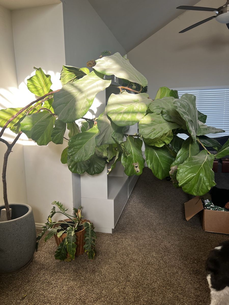 Large Fiddle Leaf Fig Tree – Includes Pot