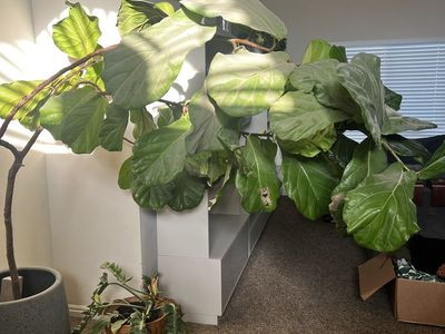Large Fiddle Leaf Fig Tree – Includes Pot
