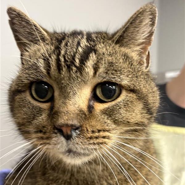 Hello my name is Crouton