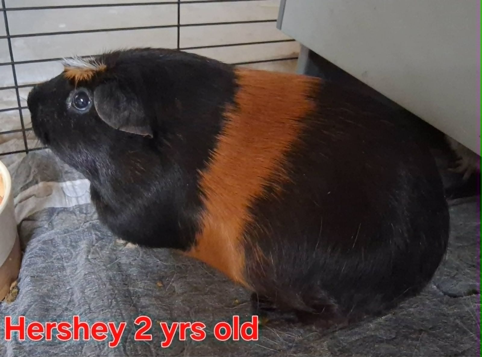 Looking to Rehome Our 4 Guinea Pigs