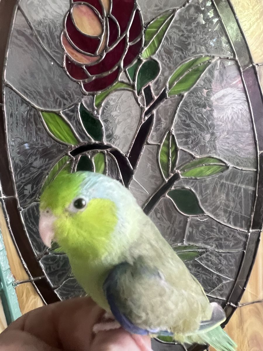 GROGRU The BABY PARROTLET