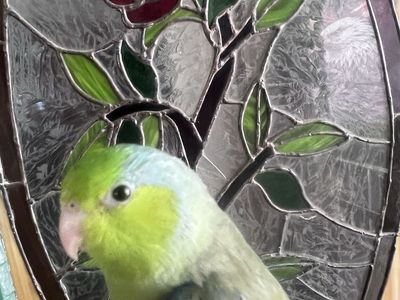 GROGRU The BABY PARROTLET