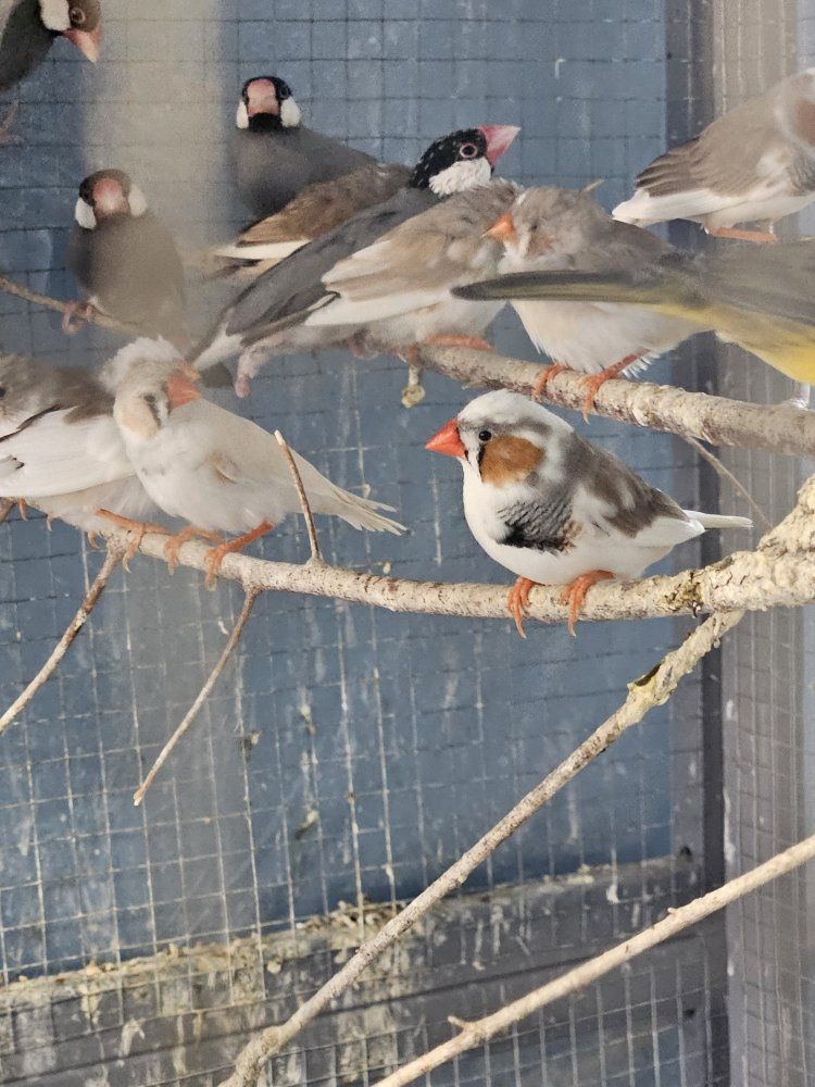 Beautiful Zebra Finches - Variety of Colors, Healthy & Active.