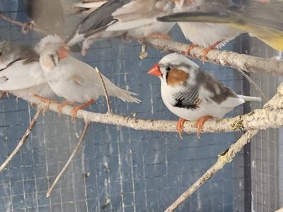 Beautiful Zebra Finches - Variety of Colors, Healthy & Active.