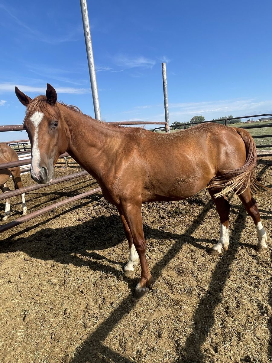 3 year old sorrel Aqha colt