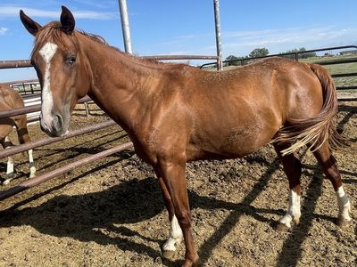3 year old sorrel Aqha colt