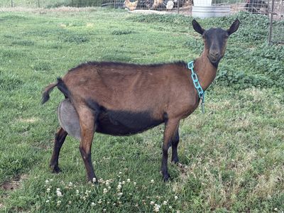Oberhasli Dairy Goats