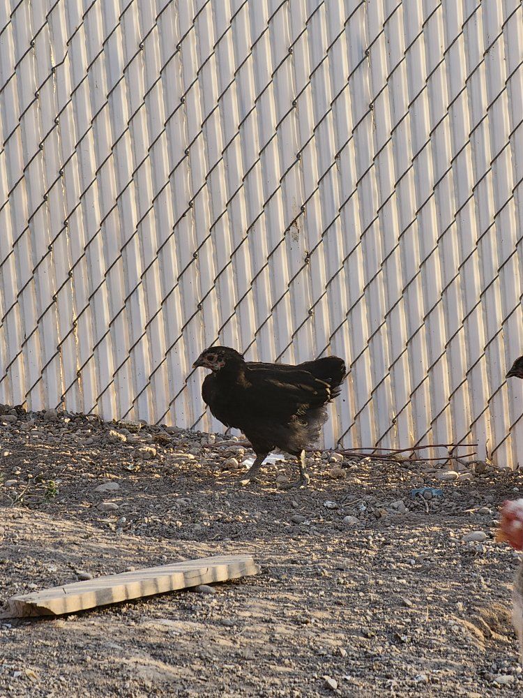 chickens