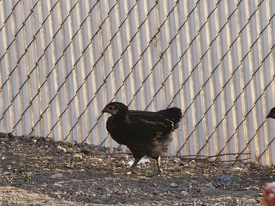 chickens